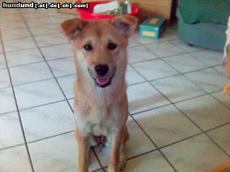 Korea Jindo Dog Hunde Foto 21823 Korea Jindo Dog Jin-Ha, eine 5 Monate alte Hündin
