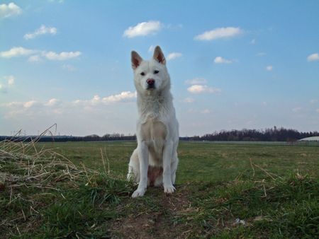 Korea Jindo Dog Sheela-2jährige Jindohündin