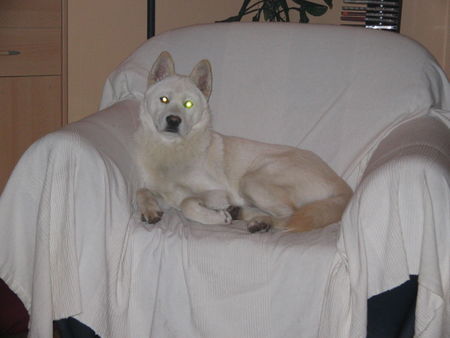 Korea Jindo Dog Hunde Foto 31233 in höherer Auflösung ansehen Korea Jindo Dog Das ist mein 8 monate alter Jindo Hund. Sein bester Freund ist der Beagle meiner Eltern. Er wohnt bei meiner Freundin und mir in einer grossen Wohnung in Bielefeld direkt am Park. Er ist der liebste und treuste Hund den man sich vorstellen kann. Er spielt mit unserer Nichte die 3 Jahr alt ist und verteidigt sie auch dementsprechend. Seinen besten Freund, dem Beagle beschuetzt er ebenso. Er hoert eigentlich aufs Wort esseidenn er sieht einen Hasen oder Voegel.