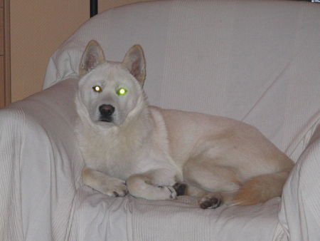 Korea Jindo Dog