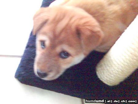 Korea Jindo Dog Jin-Ha als Welpe mit dem traurigsten Hundeblick der Welt