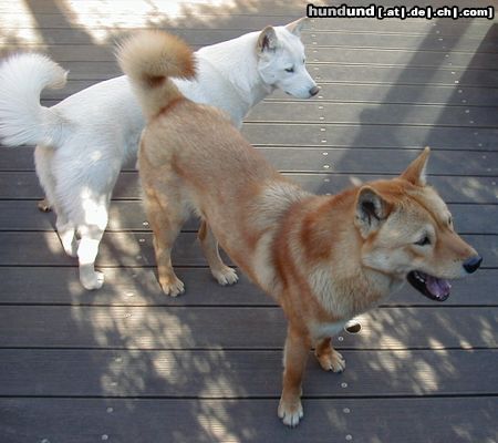 Korea Jindo Dog zwei Jindo Hunde