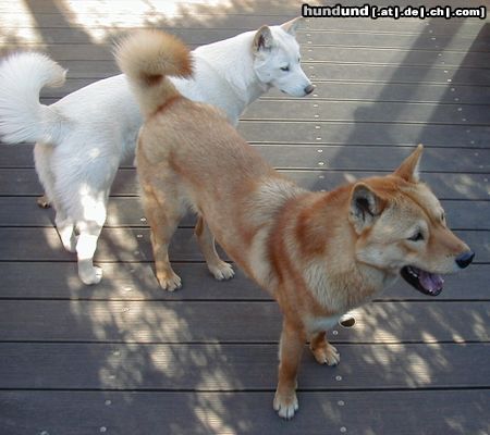 Korea Jindo Dog Hunde Foto 4747 Korea Jindo Dog zwei Jindo Hunde