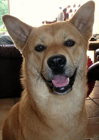 Korea Jindo Dog anderthalbjährige Jindo Hündin aus deutscher Zucht