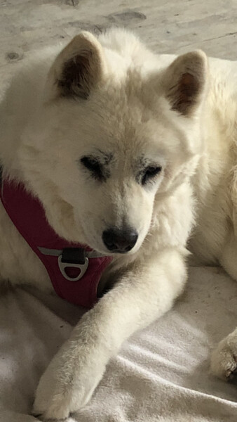 Korea Jindo Dog Meine geliebte Hündin Shiva, auf dem Foto 16 Jahre und 4 Monate alt, habe Sie mit 4 einhalb Jahren aus dem Tierheim Göttingen adoptiert, wunderschöne liebe  kluge treue loyale Hündin gegenüber ihren Menschen und Rudelmitgliedern, sehr vorsichtig und behutsam mit kleinen Kindern 