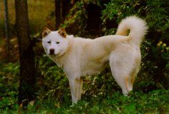 Korea Jindo Dog