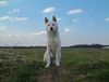 Korea Jindo Dog Hund