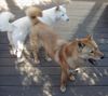 Korea Jindo Dog Hund