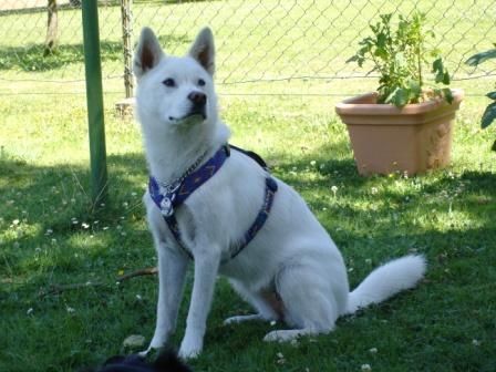 Korea Jindo Dog Sheela