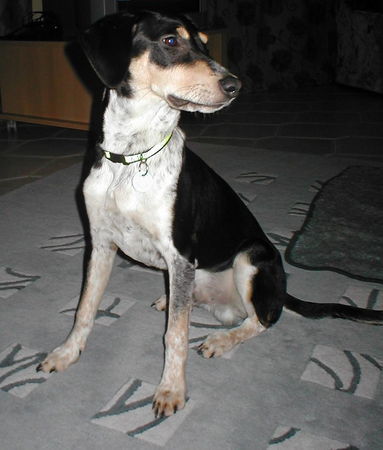 Dreifarbiger Serbischer Laufhund Hunde Foto 27032 in höherer Auflösung ansehen Dreifarbiger Serbischer Laufhund Rüde, 7 Monate alt