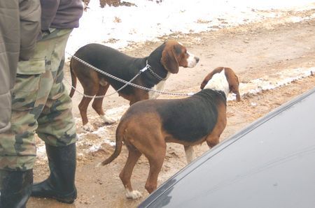 Dreifarbiger Serbischer Laufhund