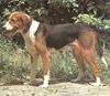 Dreifarbiger Serbischer Laufhund Hund