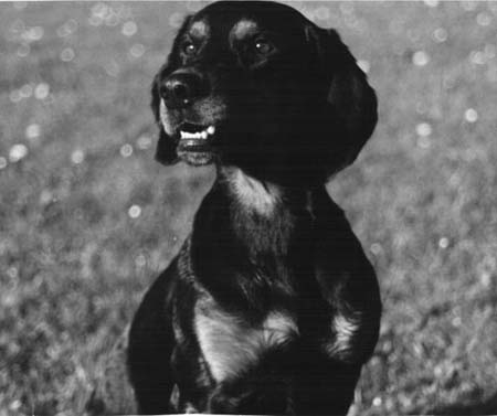 Montenegrinischer Gebirgslaufhund Hunde Foto 361 Montenegrinischer Gebirgslaufhund