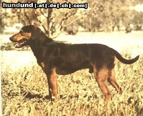 Montenegrinischer Gebirgslaufhund Dies ist das richtige Foto, das was momentan auf der Seite zu sehen ist, ist ein Jug. trobojni gonic ( Jug. dreifarbiger laufhund)