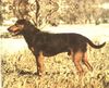Montenegrinischer Gebirgslaufhund Hund