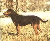 Montenegrinischer Gebirgslaufhund Foto: Dies ist das richtige Foto, das was momentan auf der Seite zu sehen ist, ist ein Jug. trobojni gonic ( Jug. dreifarbiger laufhund) (ID 10548) Montenegrinischer Gebirgslaufhund Hund