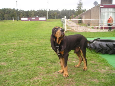 Jura-Laufhund (Bruno) Basil du Val des Dix SHSB/LOS 642110. 20 Monaten.