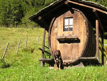 Jura-Laufhund (Bruno) Hunde Foto 34670 in höherer Auflösung ansehen Jura-Laufhund (Bruno) Basil du Val des Dix. SHSB / LOS 642110 Male. 18 monaten