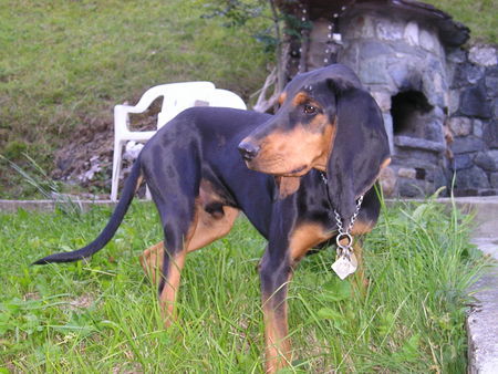 Jura-Laufhund (Bruno) Armand du Valterbi SHSB/LOS 642110. Wurfdatum 05-06-05. 