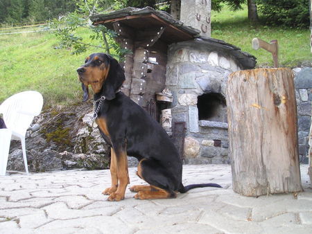 Jura-Laufhund (Bruno) Armand du Valterbi SHSB/LOS 642110. Wurfdatum 05-06-05. 