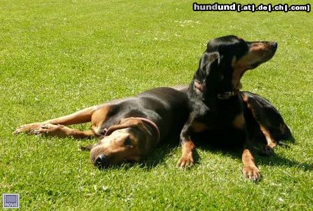 Jura-Laufhund (Bruno) jeugd kampioen,ned.kamp, barbouche en uma clairjoei