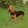 Jura-Laufhund (Bruno)