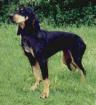 Jura-Laufhund (Bruno)