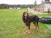 Jura-Laufhund (Bruno) Hund