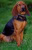 Jura-Laufhund (Bruno) Foto: That's a Jura Laufhund (ID 10487) Jura-Laufhund (Bruno) Hund