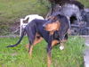 Jura-Laufhund (Bruno) Hund