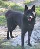 Kai Foto (ID 889) Kai Hund