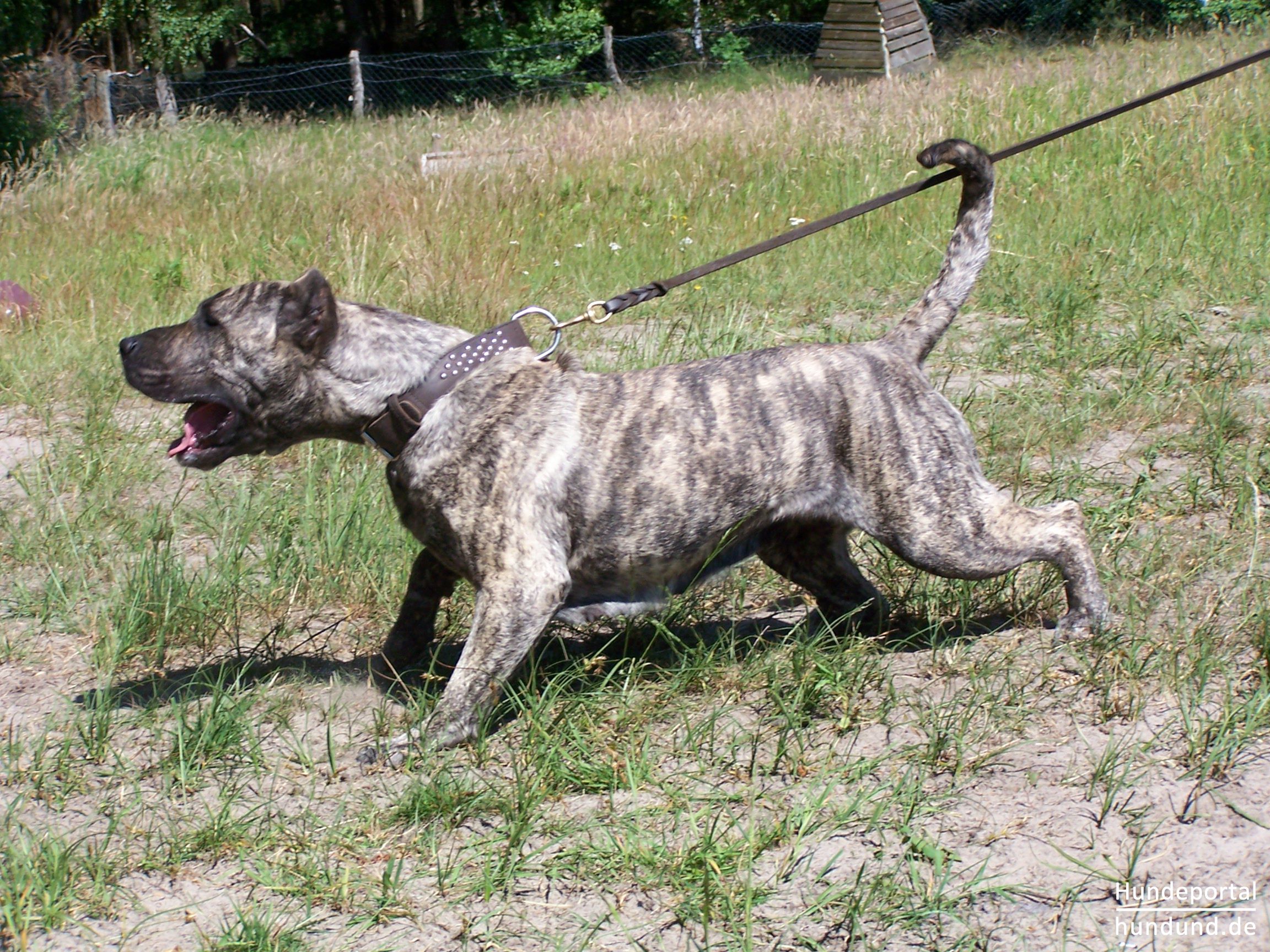 træk uld over øjnene disharmoni Imperialisme Dogo Canario, Kanarische Dogge, Perro de Presa Canario Foto 41292 -  hundund.de