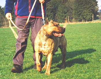 Dogo Canario Hunde Foto 41294 Dogo Canario Gesund, Leistungsstark, Kinderlieb und Wesensfest