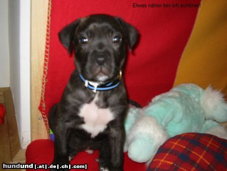 Dogo Canario Hunde Foto 16822 in höherer Auflösung ansehen Dogo Canario Warren de la sol , 6 Wochen