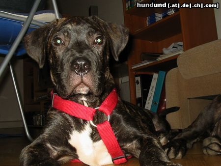 Dogo Canario Hunde Foto 16845 in höherer Auflösung ansehen Dogo Canario Warren mit 14 Wochen