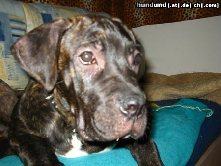 Dogo Canario Warren 4 1/2 Monate
