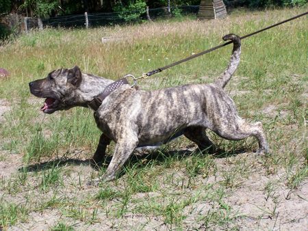 Dogo Canario Hunde Foto 41292 in höherer Auflösung ansehen Dogo Canario Gesund, Leistungsstark, Kinderlieb und Wesensfest