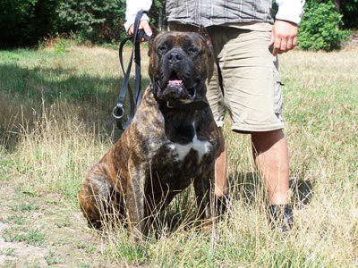 Dogo Canario Hunde Foto 41293 in höherer Auflösung ansehen Dogo Canario Gesund, Leistungsstark, Kinderlieb und Wesensfest