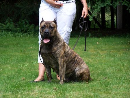 Dogo Canario Hunde Foto 41290 in höherer Auflösung ansehen Dogo Canario Gesund, Leistungsstark, Kinderlieb und Wesensfest