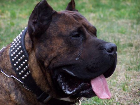 Dogo Canario Hunde Foto 41297 in höherer Auflösung ansehen Dogo Canario Wesen Gesundheit Leistung Typ