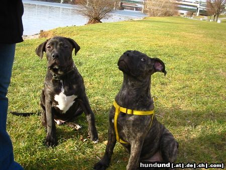 Dogo Canario Hunde Foto 17545 in höherer Auflösung ansehen Dogo Canario Warren und Lexi
