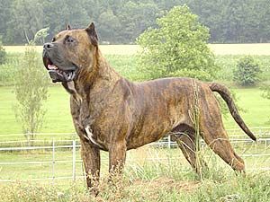 Dogo Canario Wesen Gesundheit Leistung Typ