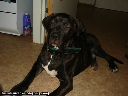 Dogo Canario Hunde Foto 18106 in höherer Auflösung ansehen Dogo Canario Warren 5 Monate