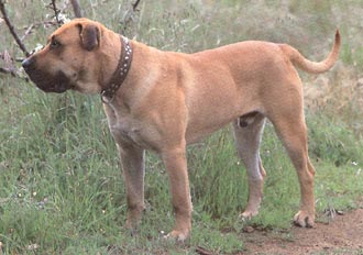Dogo Canario Hunde Foto 295 Dogo Canario