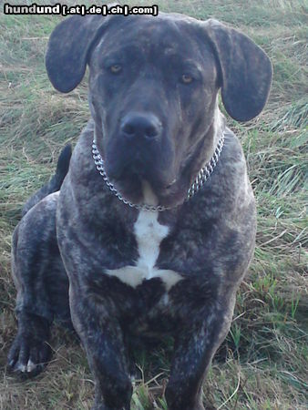 Dogo Canario Hunde Foto 46132 in höherer Auflösung ansehen Dogo Canario Aki von den Pretorianern