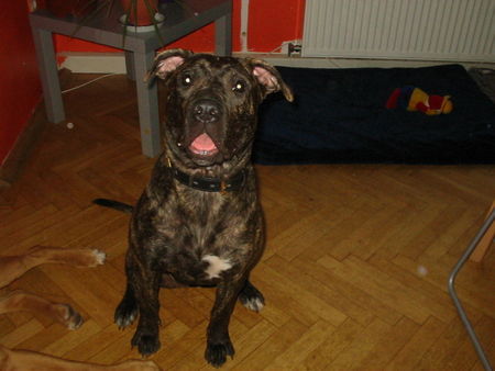 Dogo Canario Tara 8 Monate