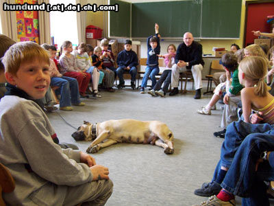 Dogo Canario Dogo Canario Alano Perro de Presa Canario Perro de Presa Espanol