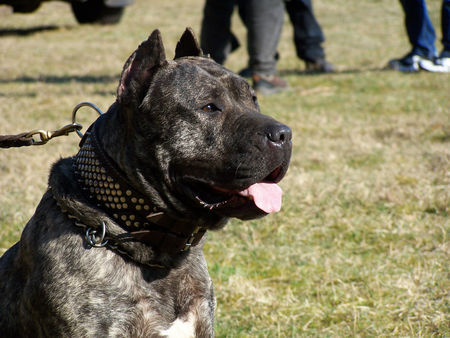 Dogo Canario Wesen Gesundheit Leistung Typ