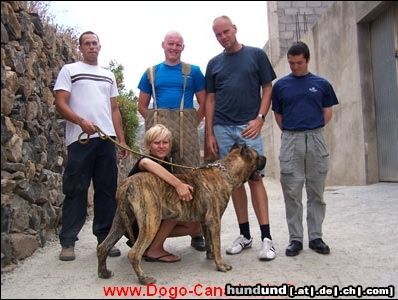 Dogo Canario Dogo Canario Alano Perro de Presa Canario Perro de Presa Espanol