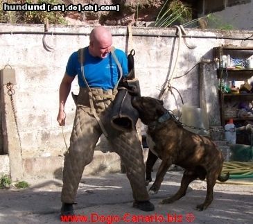 Dogo Canario Dogo Canario Alano Perro de Presa Canario Perro de Presa Espanol